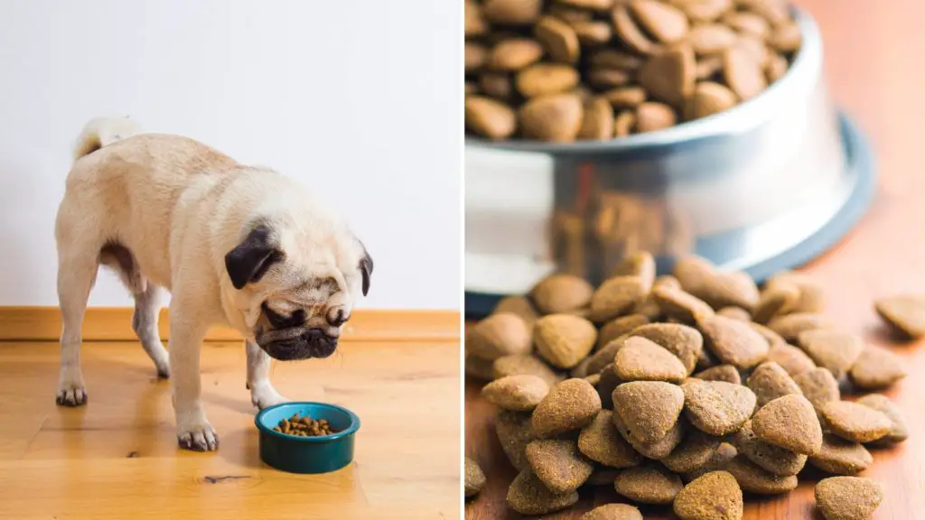 best dog food for pugs