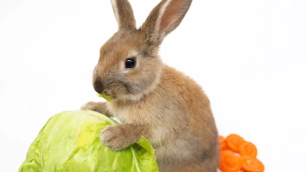 can bunnies eat cabbage