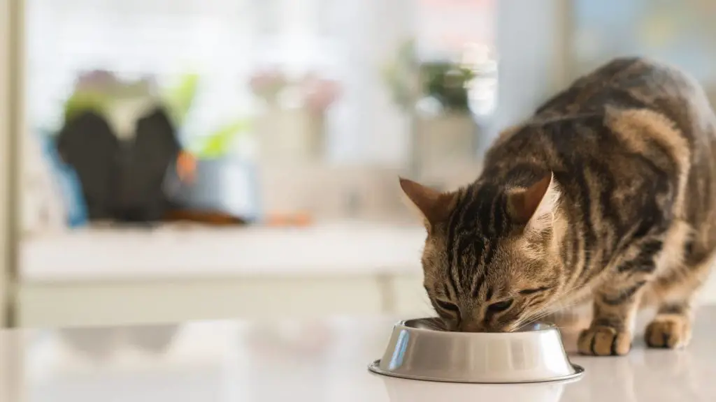 can cats eat cool whip