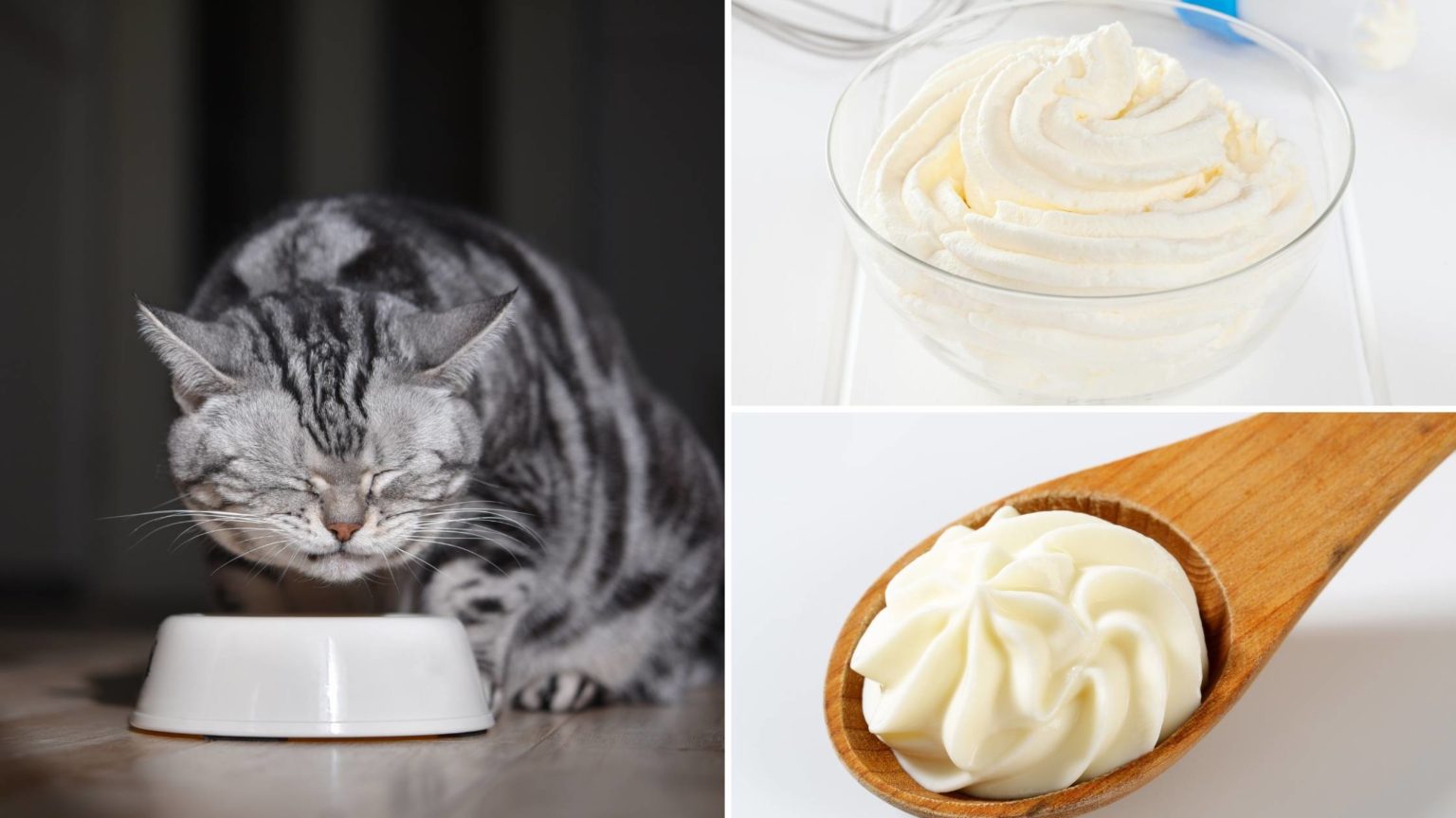 Can Cats Eat Whipped Cream? Everything You Need to Know