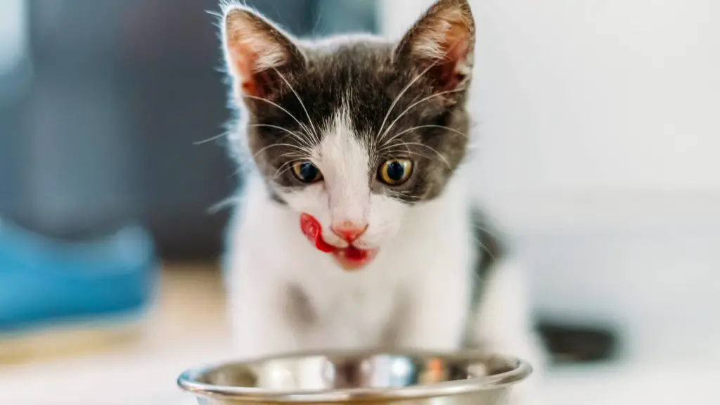 Can Cats Eat Whipped Cream? Everything You Need to Know