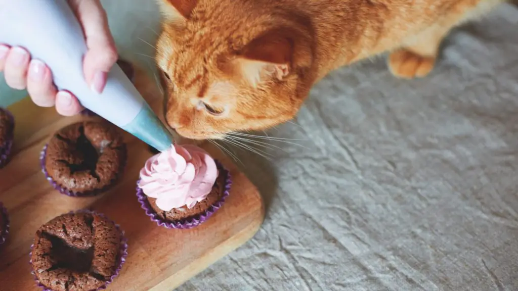 can cats eat whipped cream