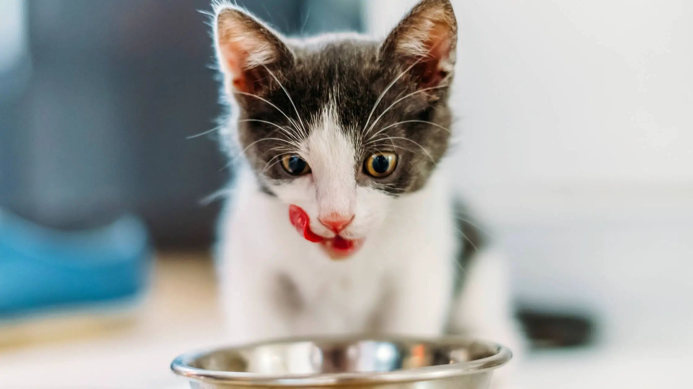 Pin On Cat Food