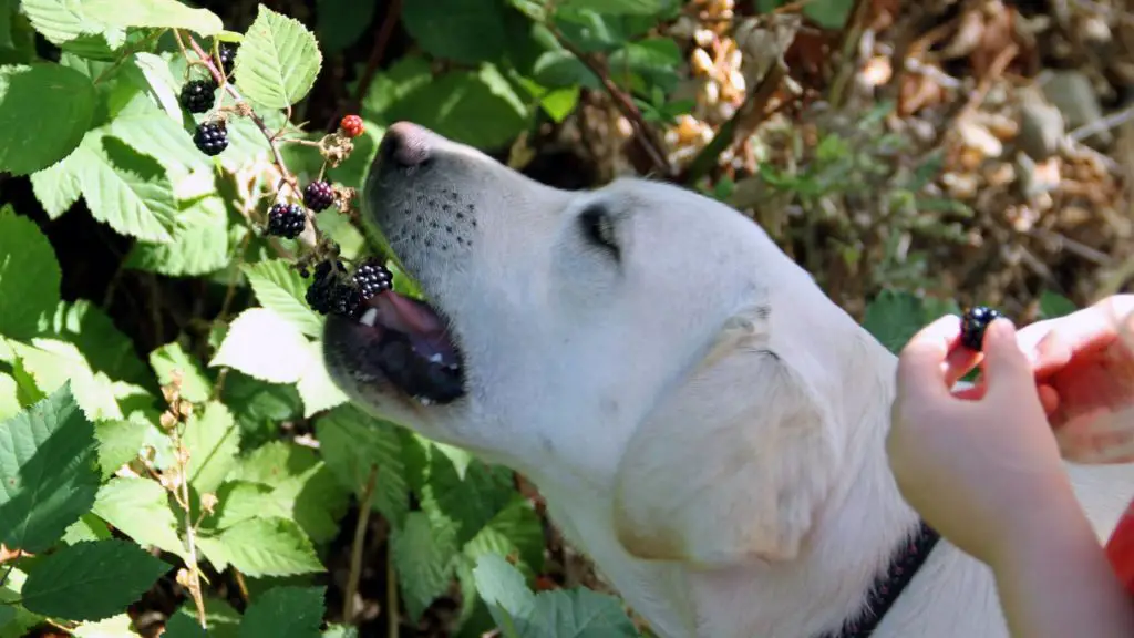 can dogs eat blackberries