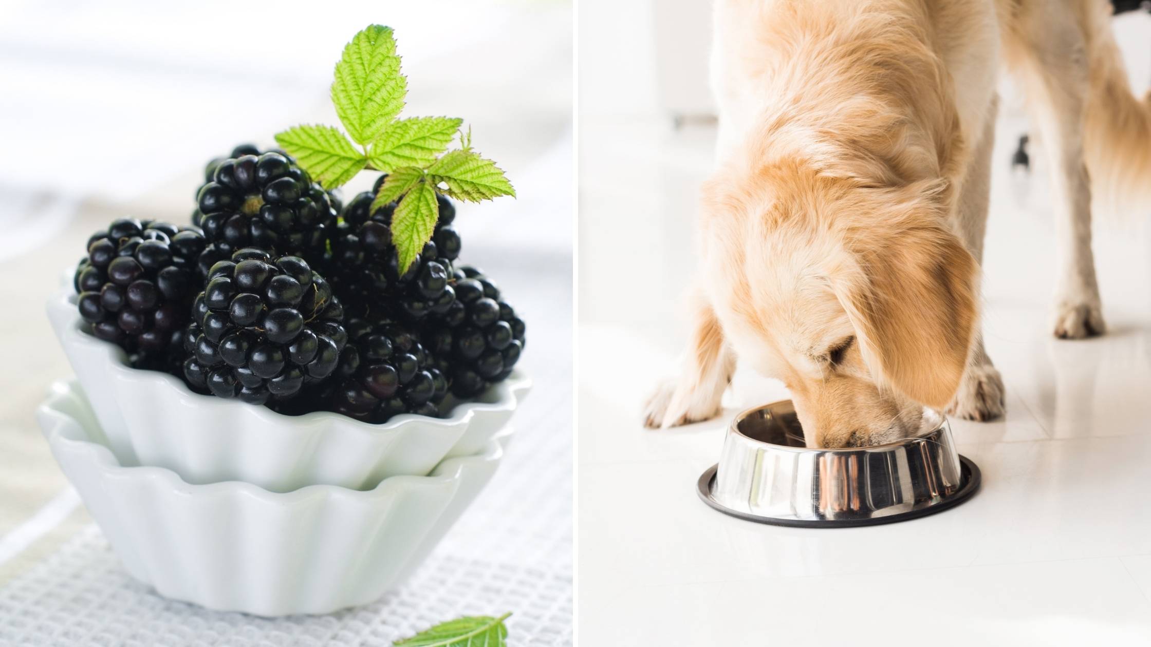 can dogs eat blackberries