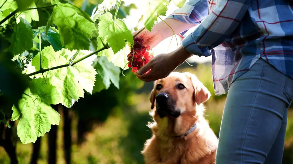 can dogs eat grapes