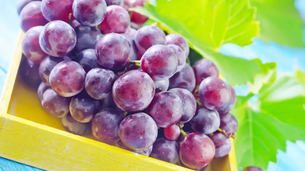 can dogs eat grapes 2 3 can dogs eat grapes can dogs eat grapes