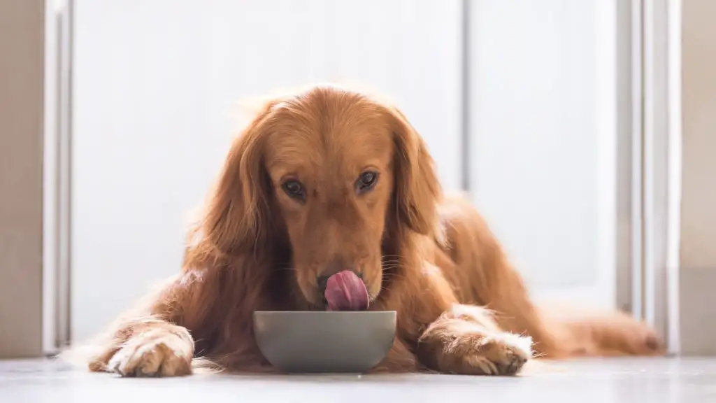 Can Dogs Eat Hummus? Risks, Benefits, Serving Instructions and More