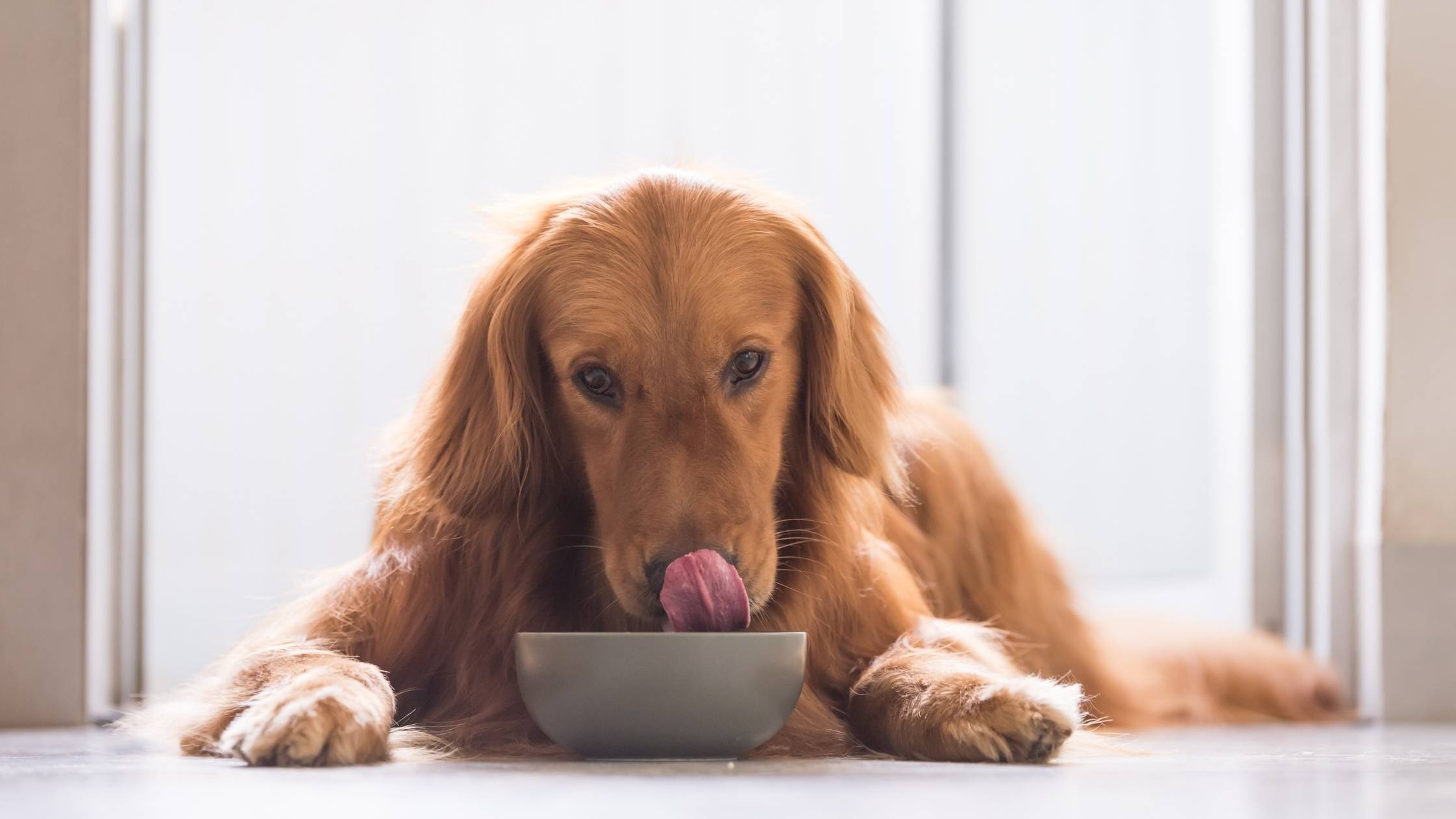 can dogs eat hummus