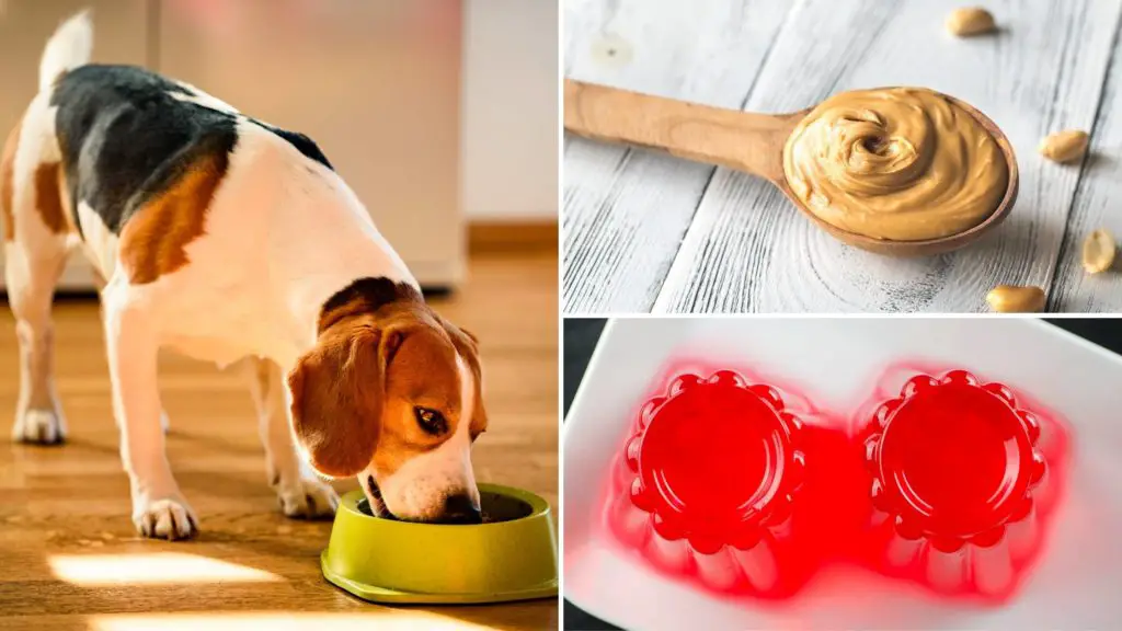 can dogs eat peanut butter and jelly 5 can dogs eat jelly can dogs eat peanut butter and jelly