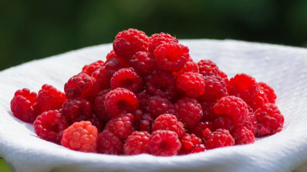 can dogs eat raspberries 2 2 can dogs eat raspberries can dogs eat raspberries (2)