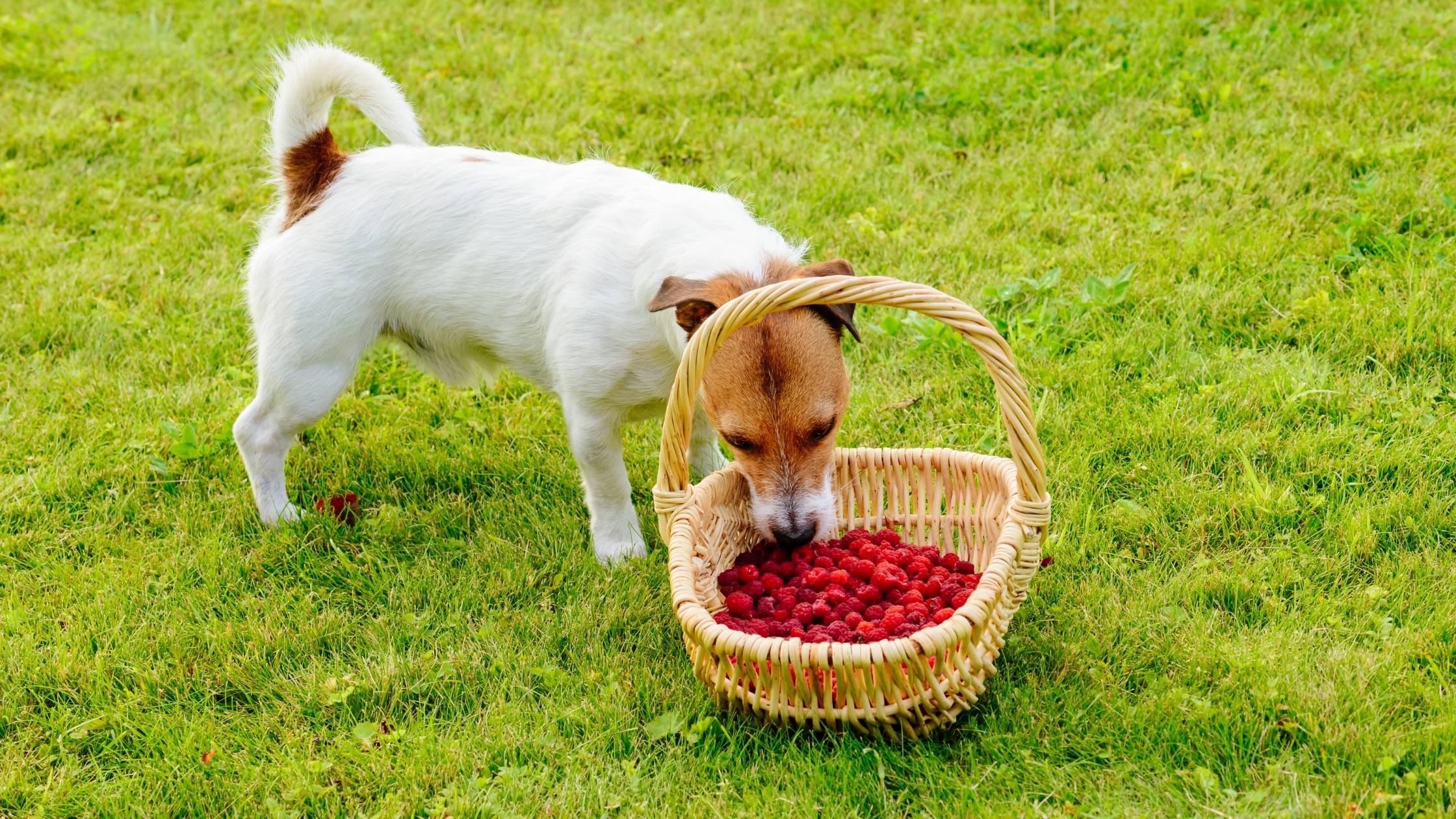 can dogs eat raspberries