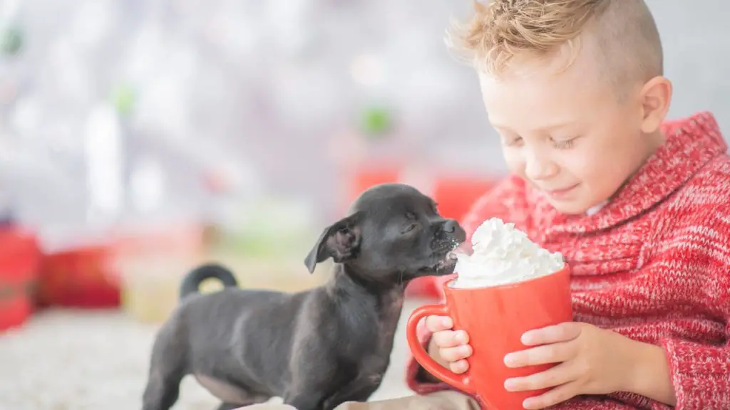 can dogs eat whipped cream