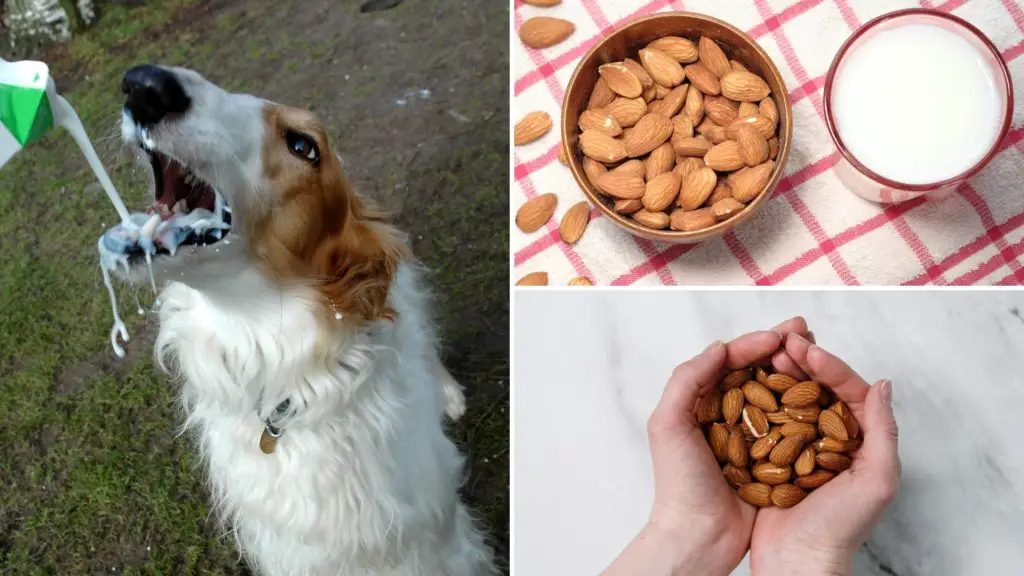can dogs have almond milk 1 3 can dogs have almond milk can dogs have almond milk
