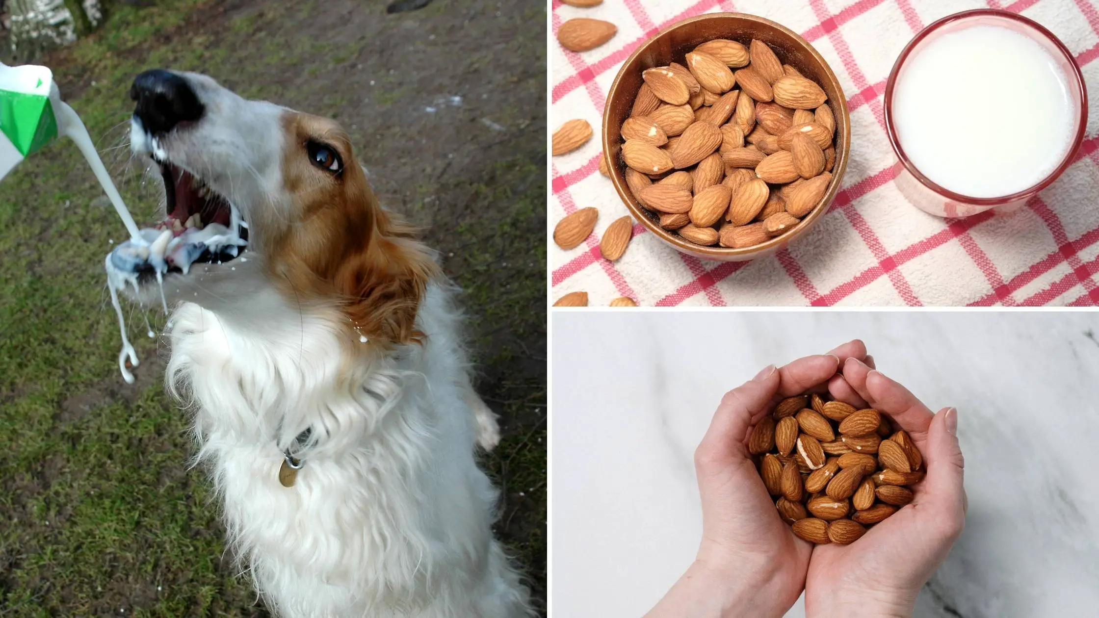 can dogs have almond milk