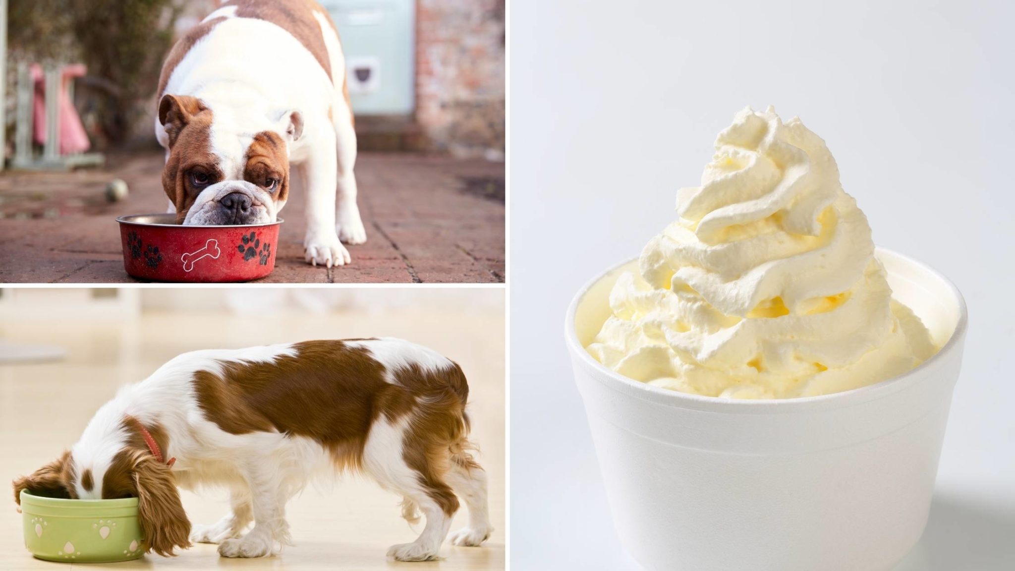 Can Dogs Eat Whipped Cream? Get The Facts Here
