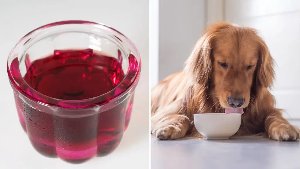 can dogs have grape jelly