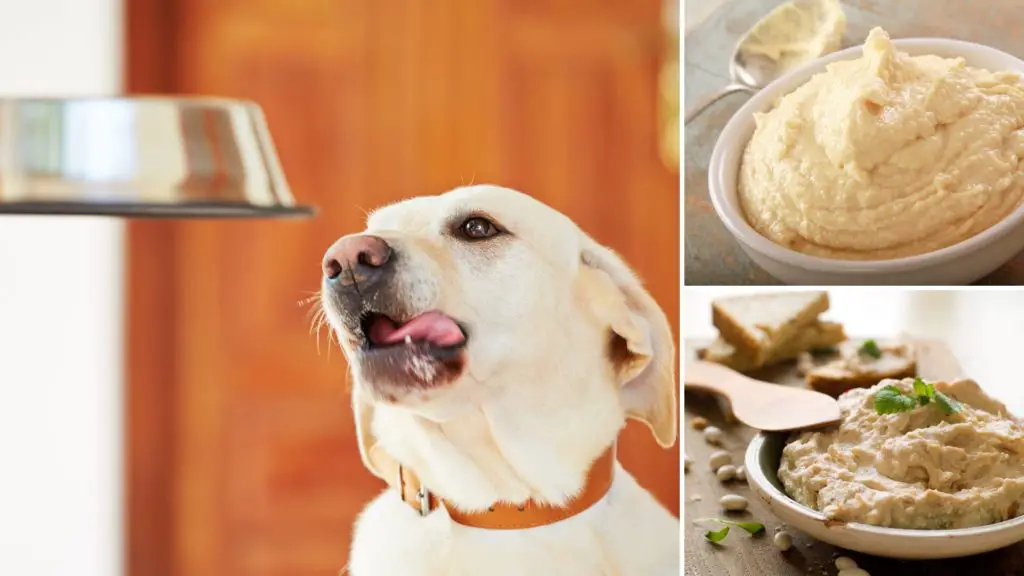 can dogs have hummus