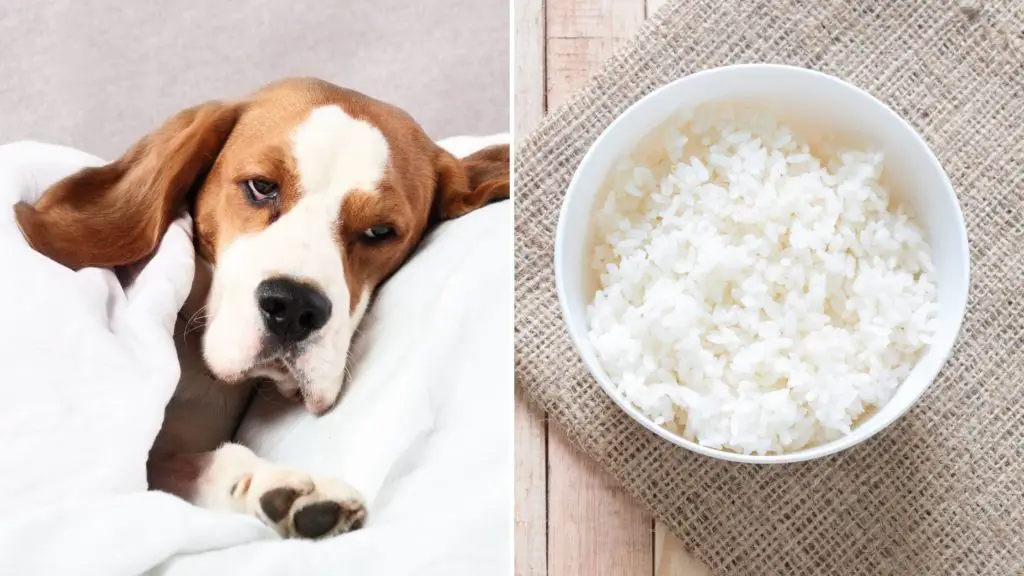can dogs have jasmine rice for diarrhea 4 can dogs eat jasmine rice can dogs have jasmine rice for diarrhea
