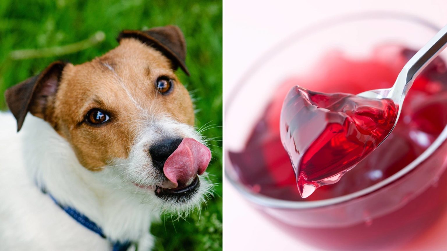 Can Dogs Eat Jelly? What You Need To Know To Keep Your Pet Safe...