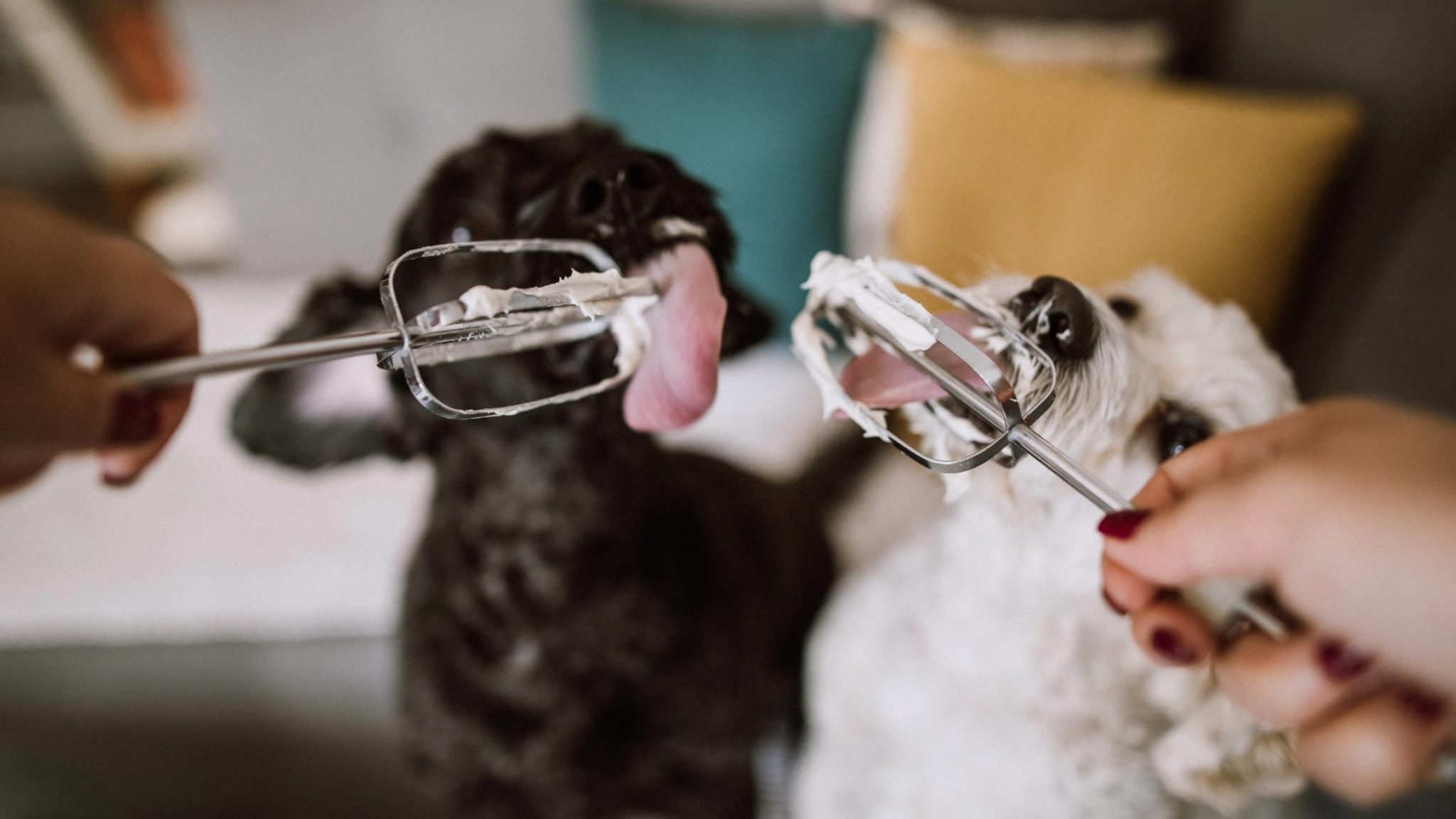 Can Dogs Eat Whipped Cream? Get The Facts Here