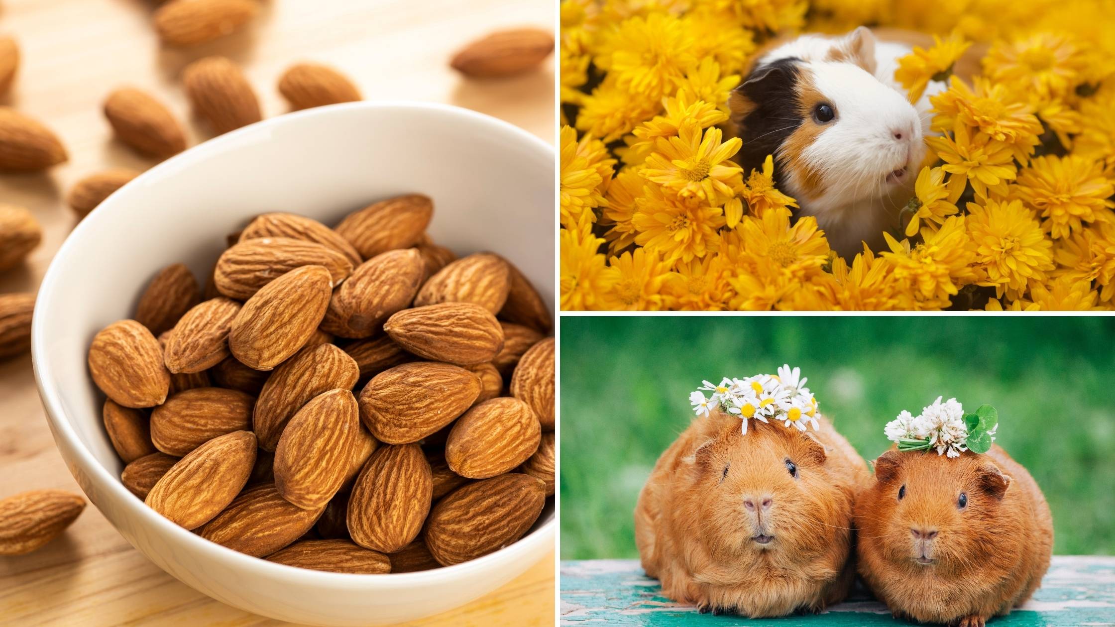 can guinea pigs eat almonds