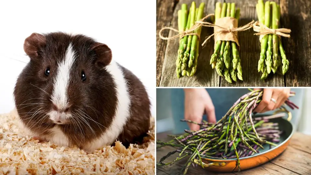 Can Guinea Pigs Eat Asparagus Benefits, Hazards, and More