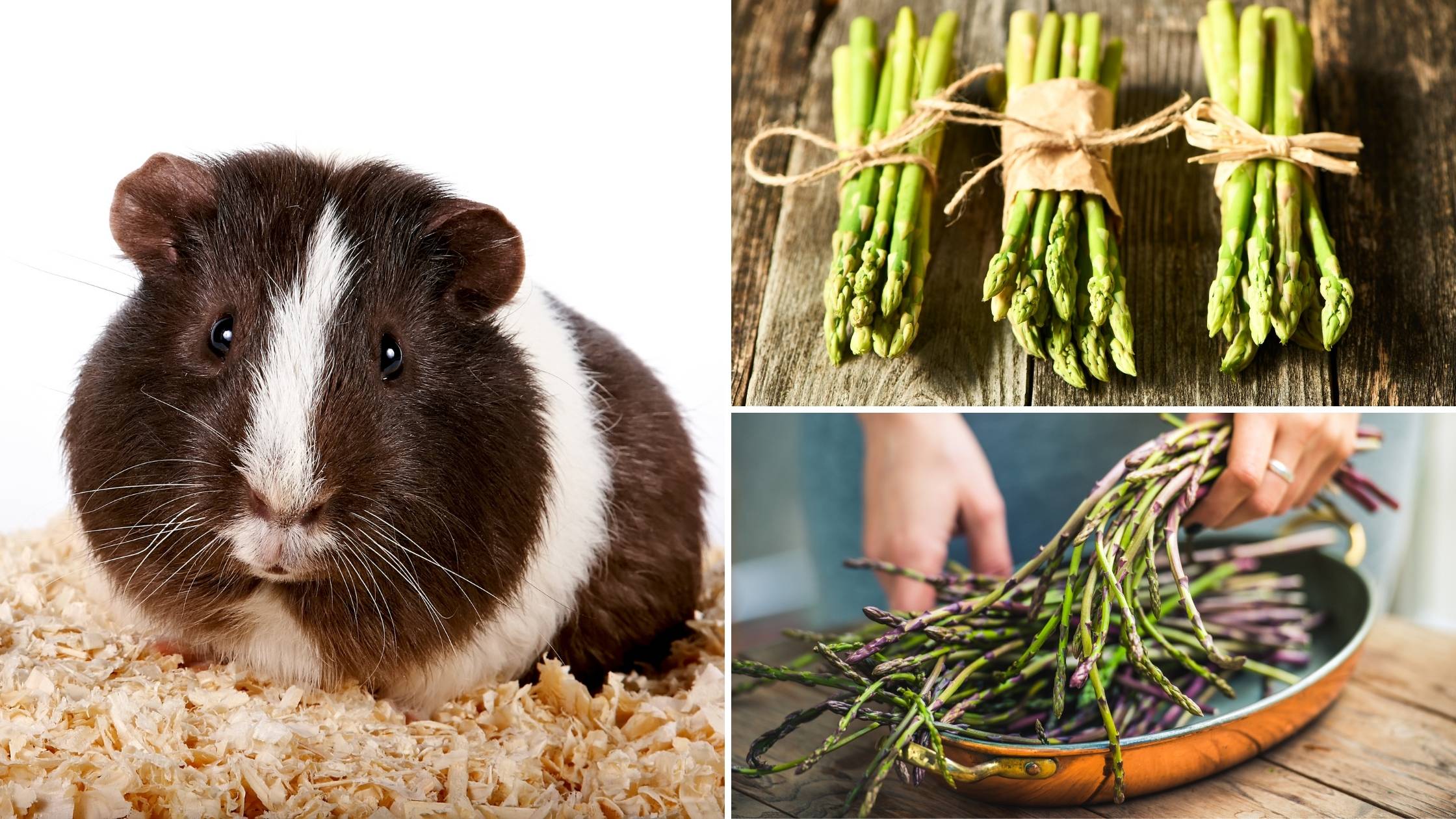 can guinea pigs eat asparagus