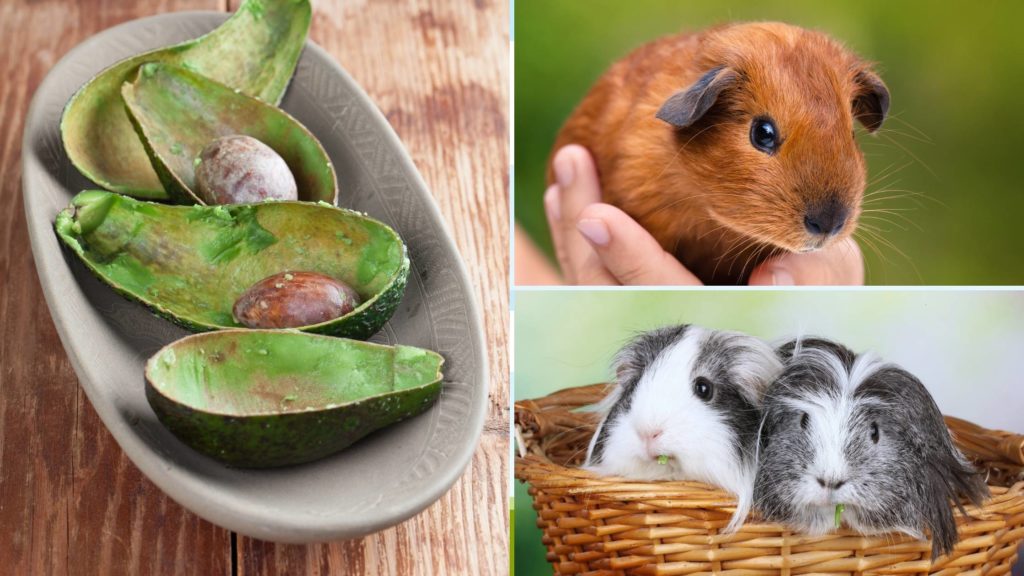 can guinea pigs eat avocado skin
