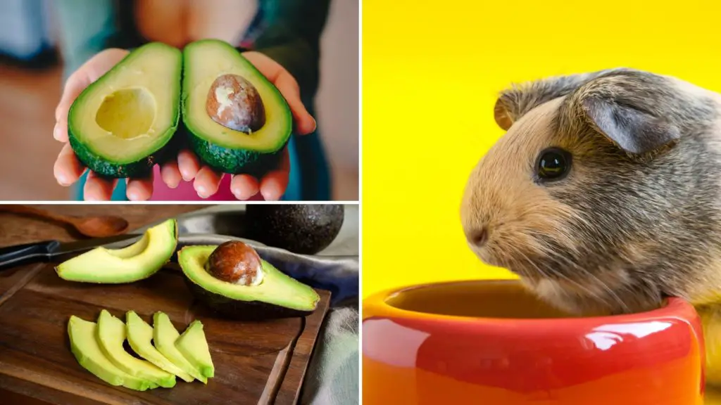 can guinea pigs eat avocados