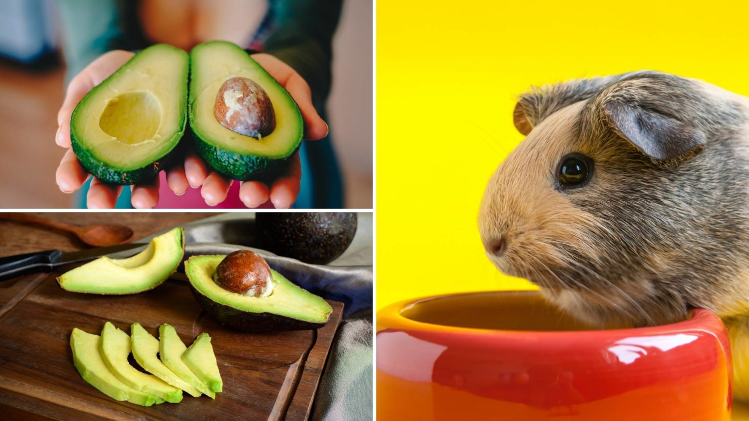 Can Guinea Pigs Eat Avocados? The Complete Guide