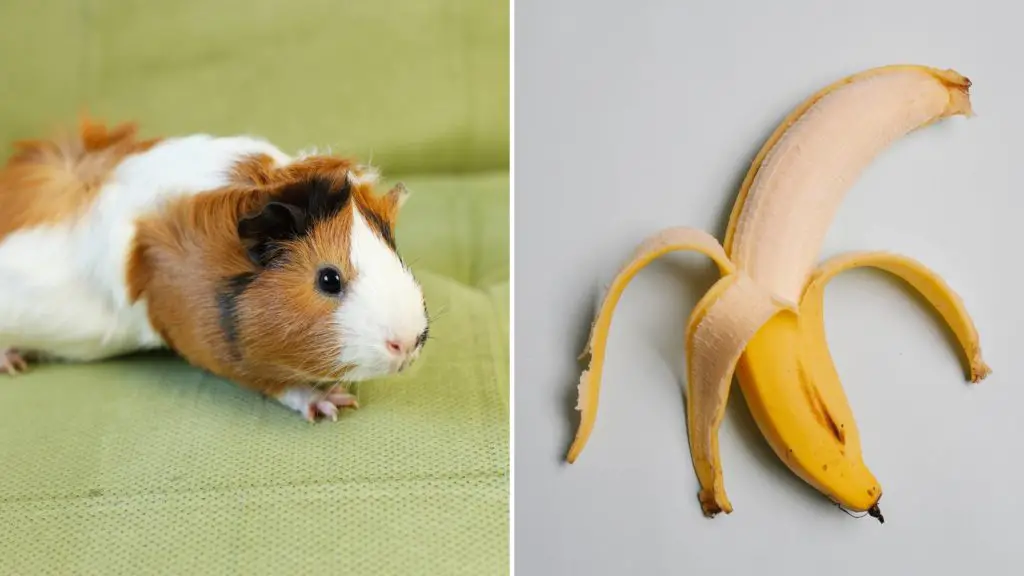 can guinea pigs eat banana peels