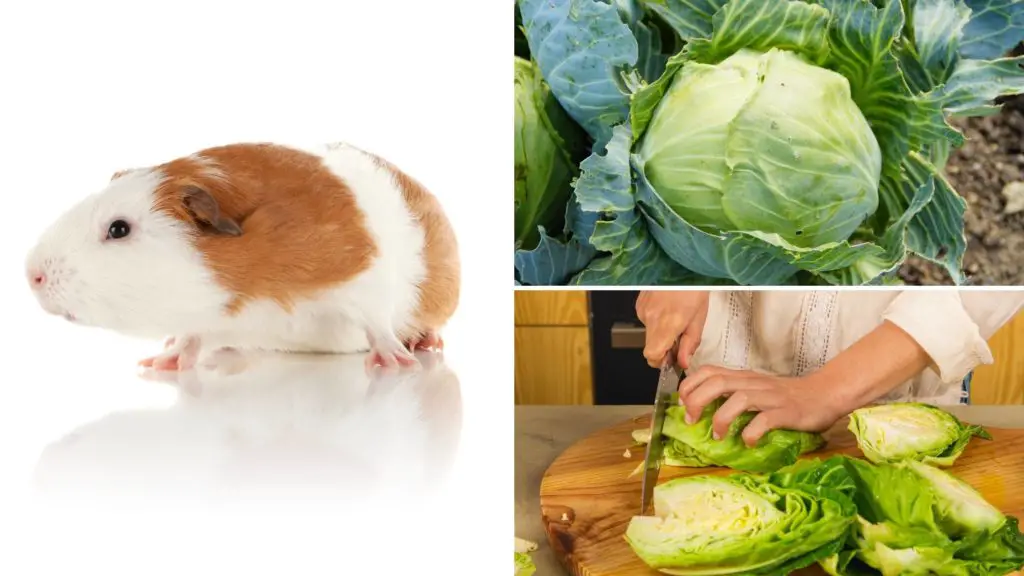 can guinea pigs eat cabbage