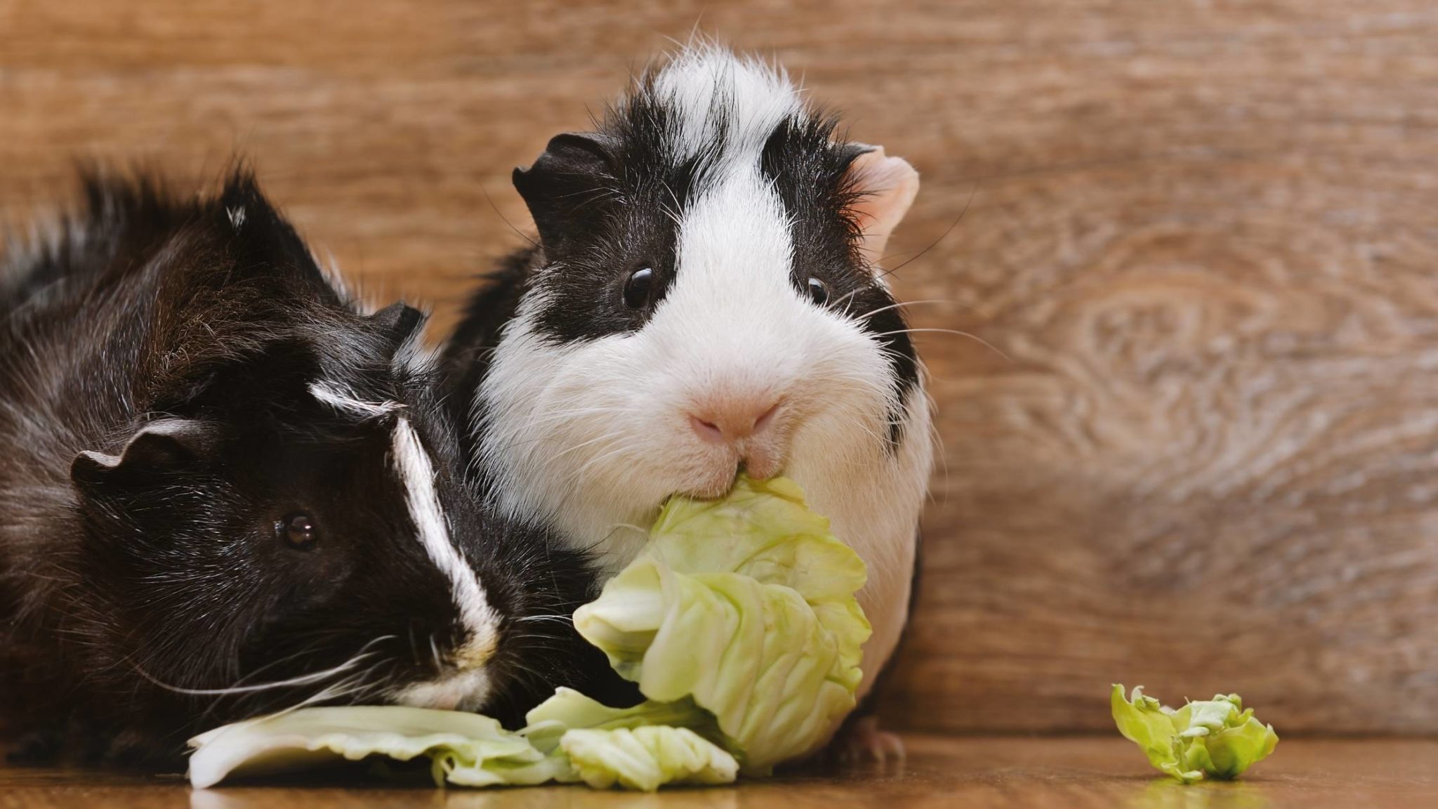 Can Guinea Pigs Eat Cabbage? Risks, Benefits, Serving Sizes and More