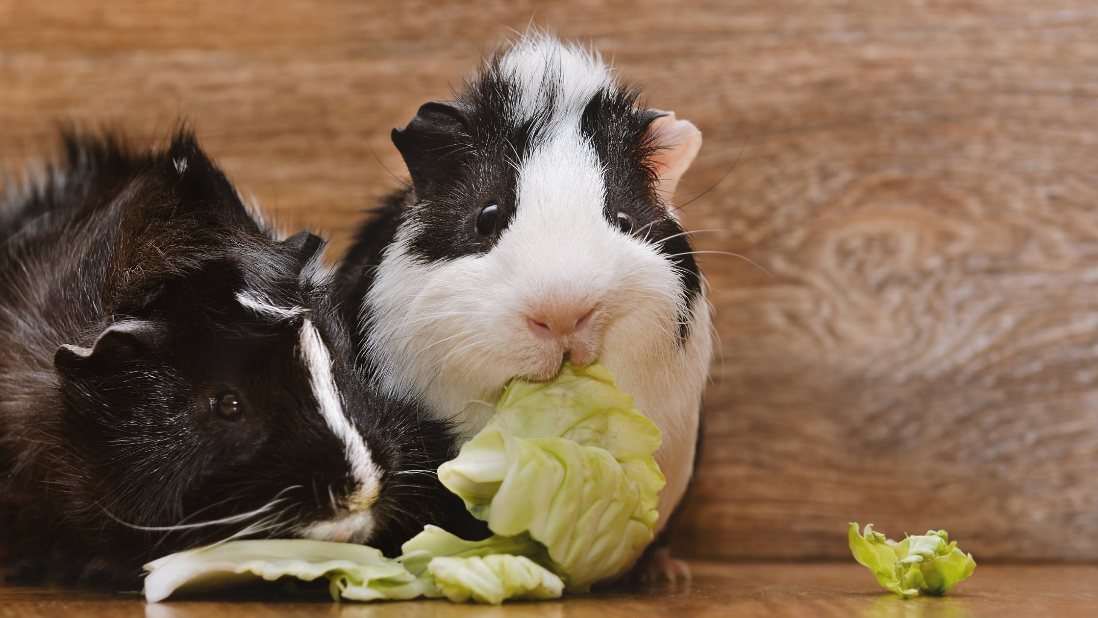 can guinea pigs eat cabbage