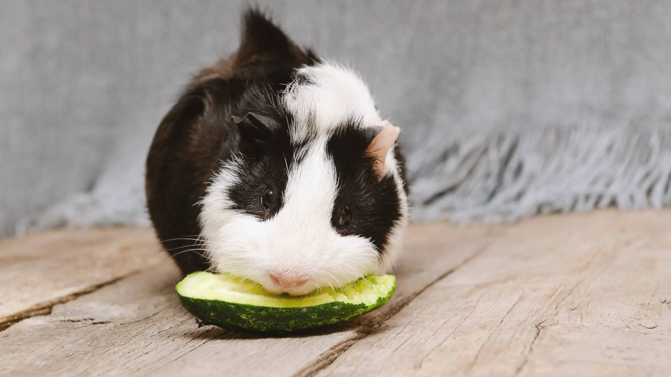 can guinea pigs eat cucumber peels