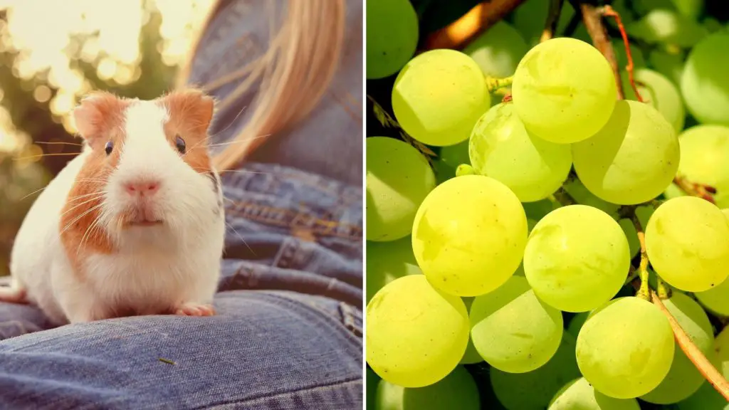 can guinea pigs eat green grapes 2 can guinea pigs eat grapes can guinea pigs eat green grapes