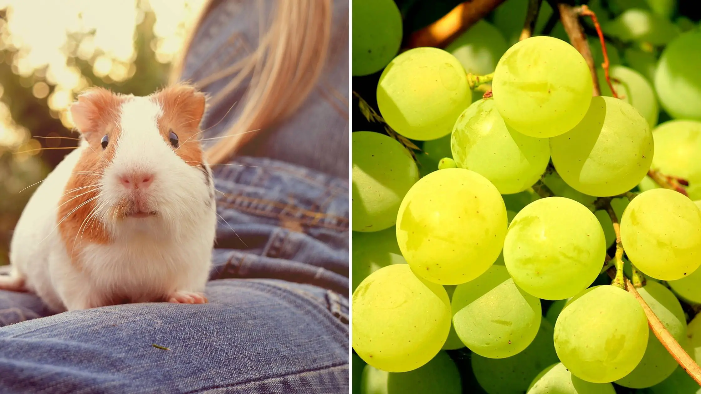 can guinea pigs eat green grapes