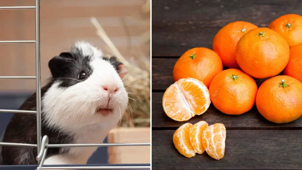 can guinea pigs eat mandarins