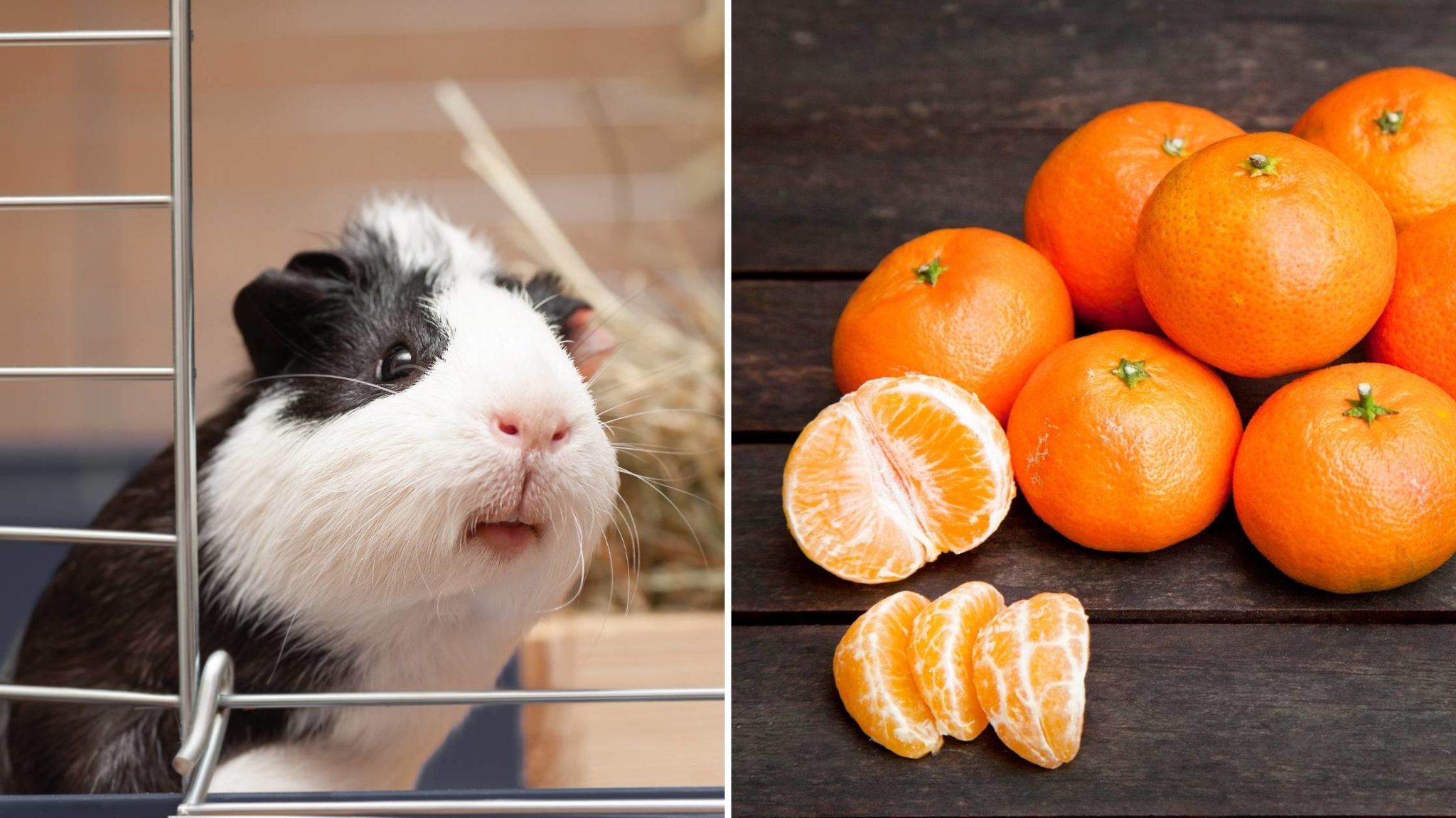 Can Guinea Pigs Eat Oranges? Everything You Need To Know