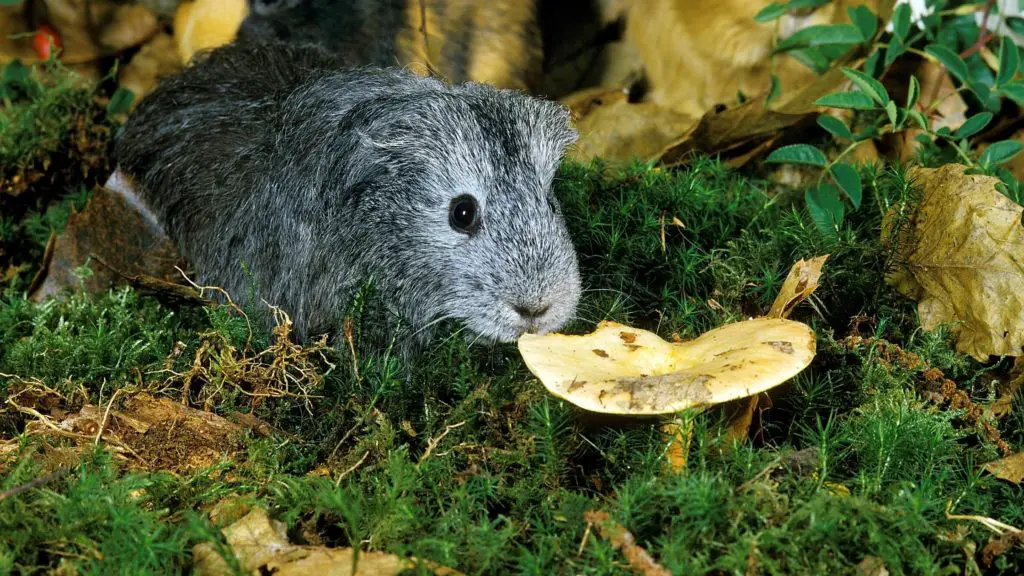 can guinea pigs eat mushrooms