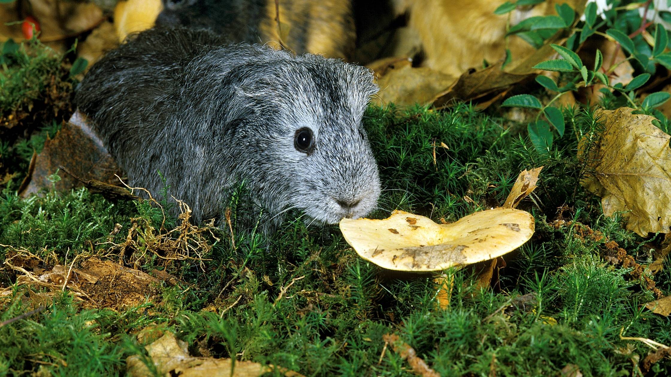 Can Guinea Pigs Eat Mushrooms Benefits Risks And More