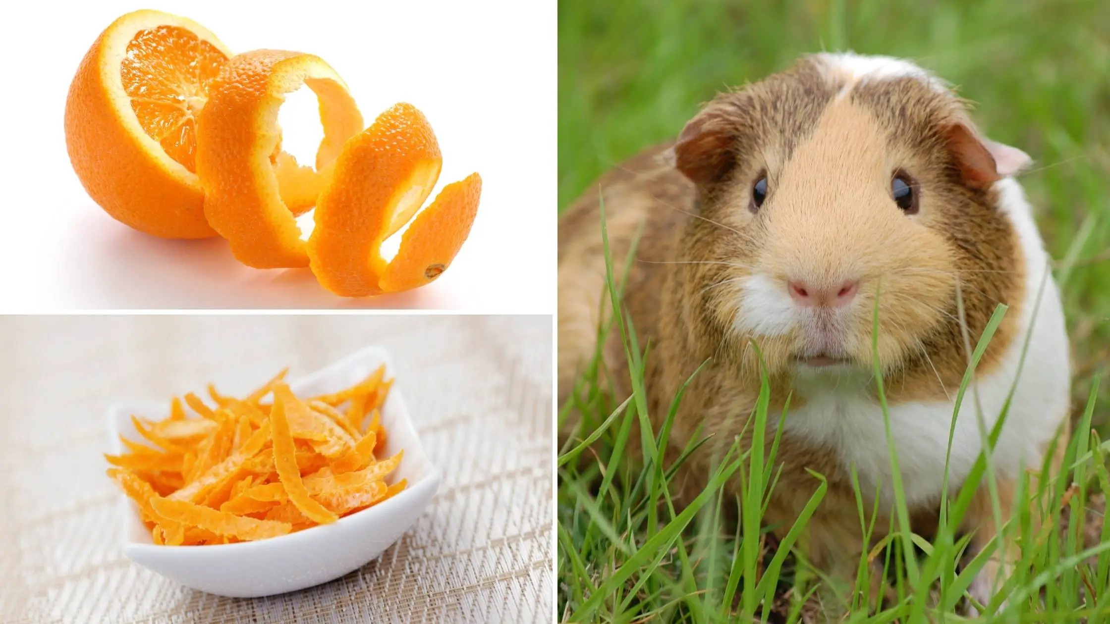 can guinea pigs eat orange peels