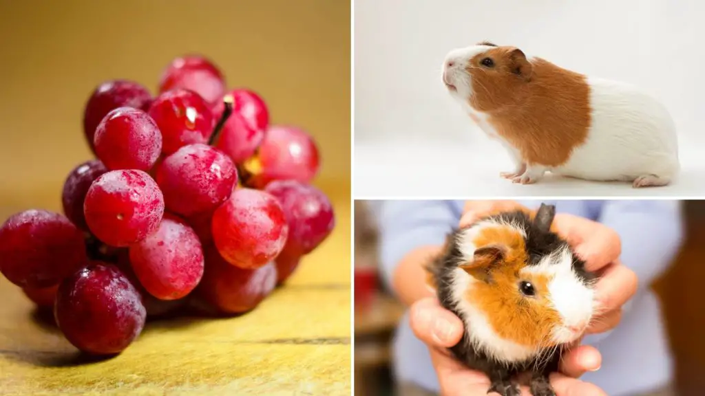 can guinea pigs eat red grapes