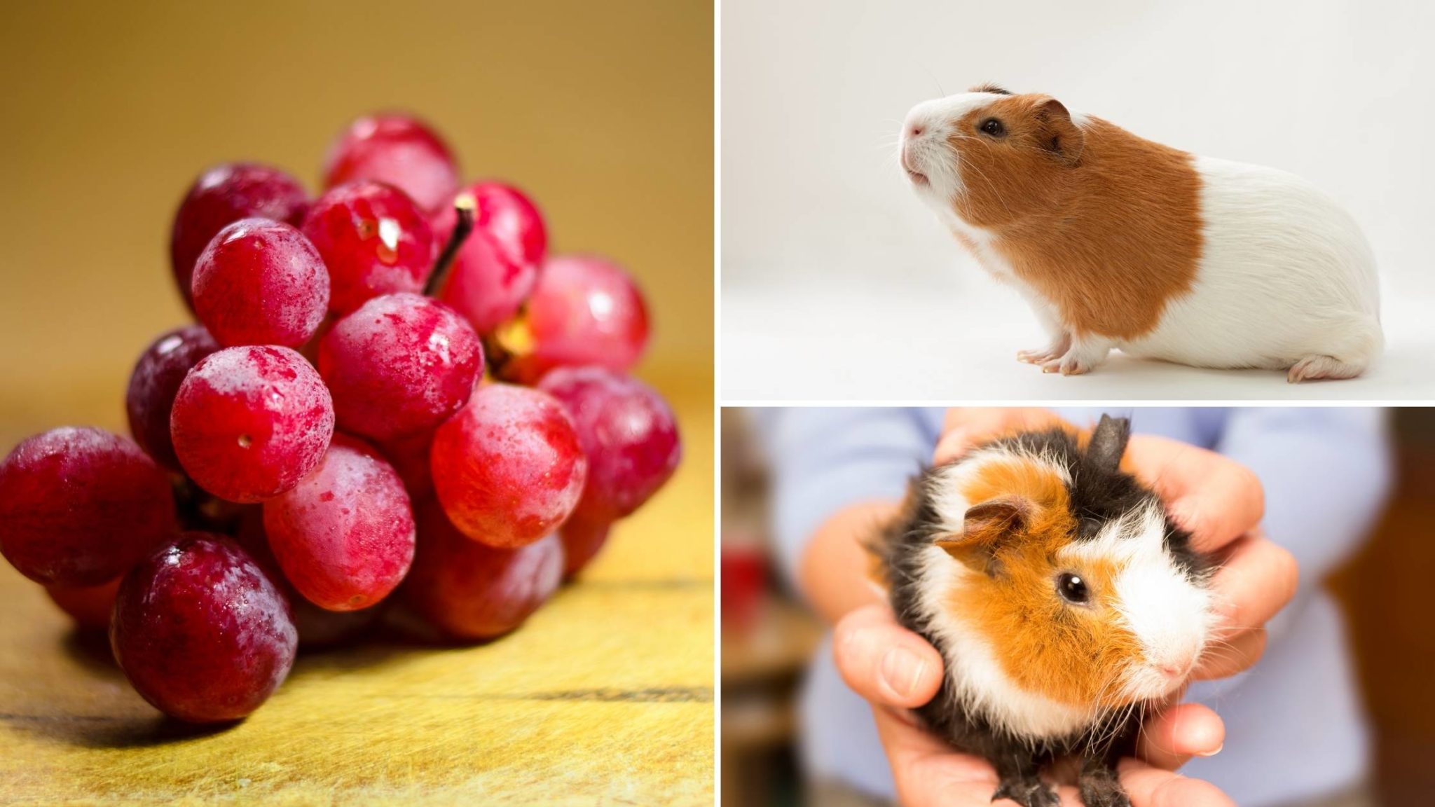 Can Guinea Pigs Eat Grapes Everything You Need to Know