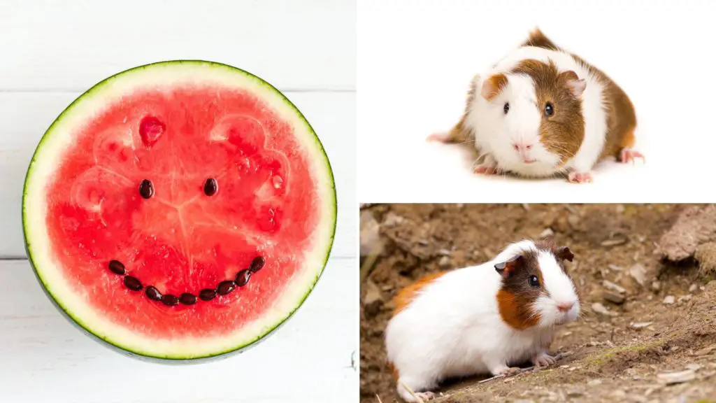 can guinea pigs eat watermelon seeds