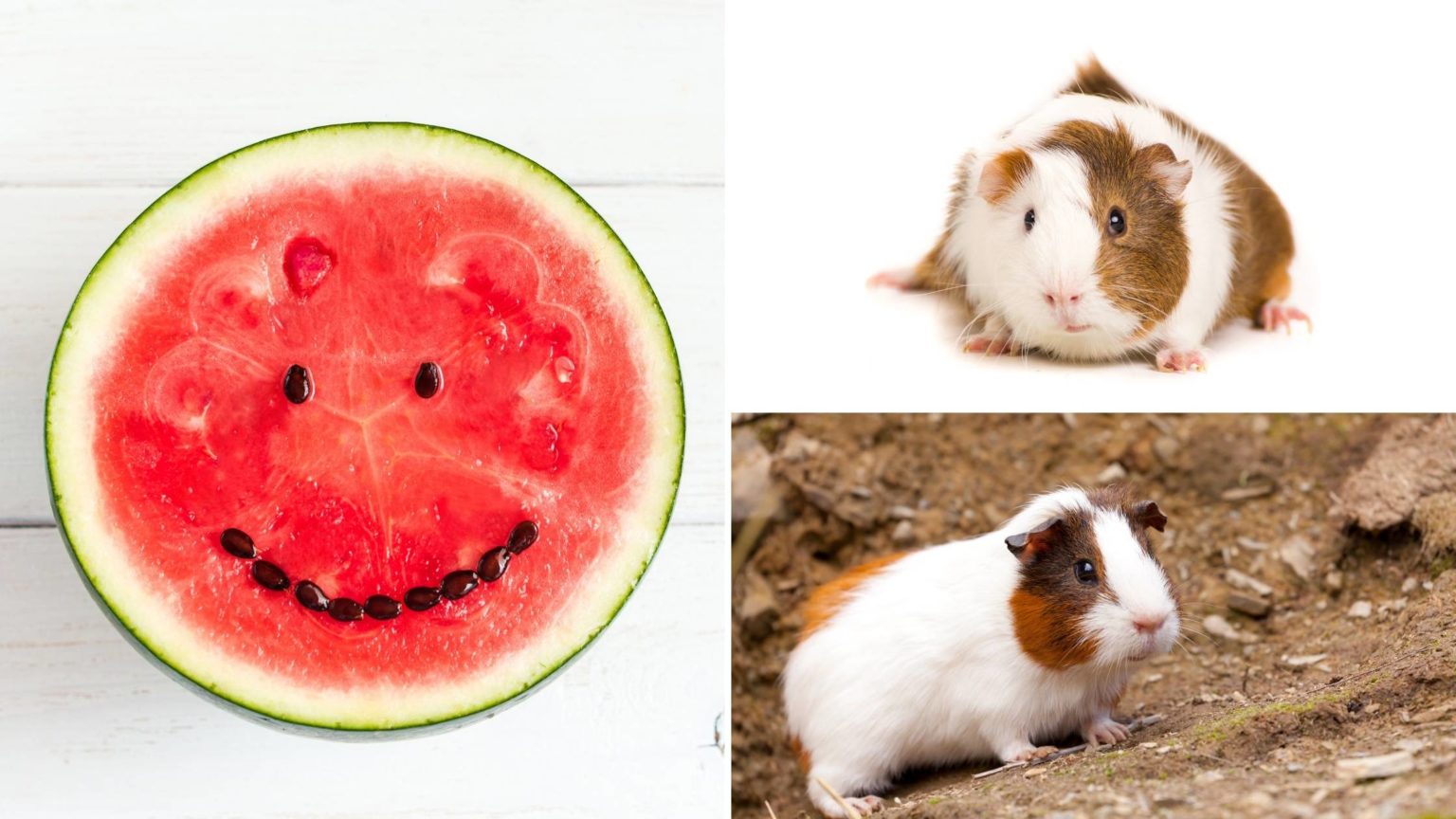 Can Guinea Pigs Eat Watermelon? The Best Parts, Benefits and Dangers