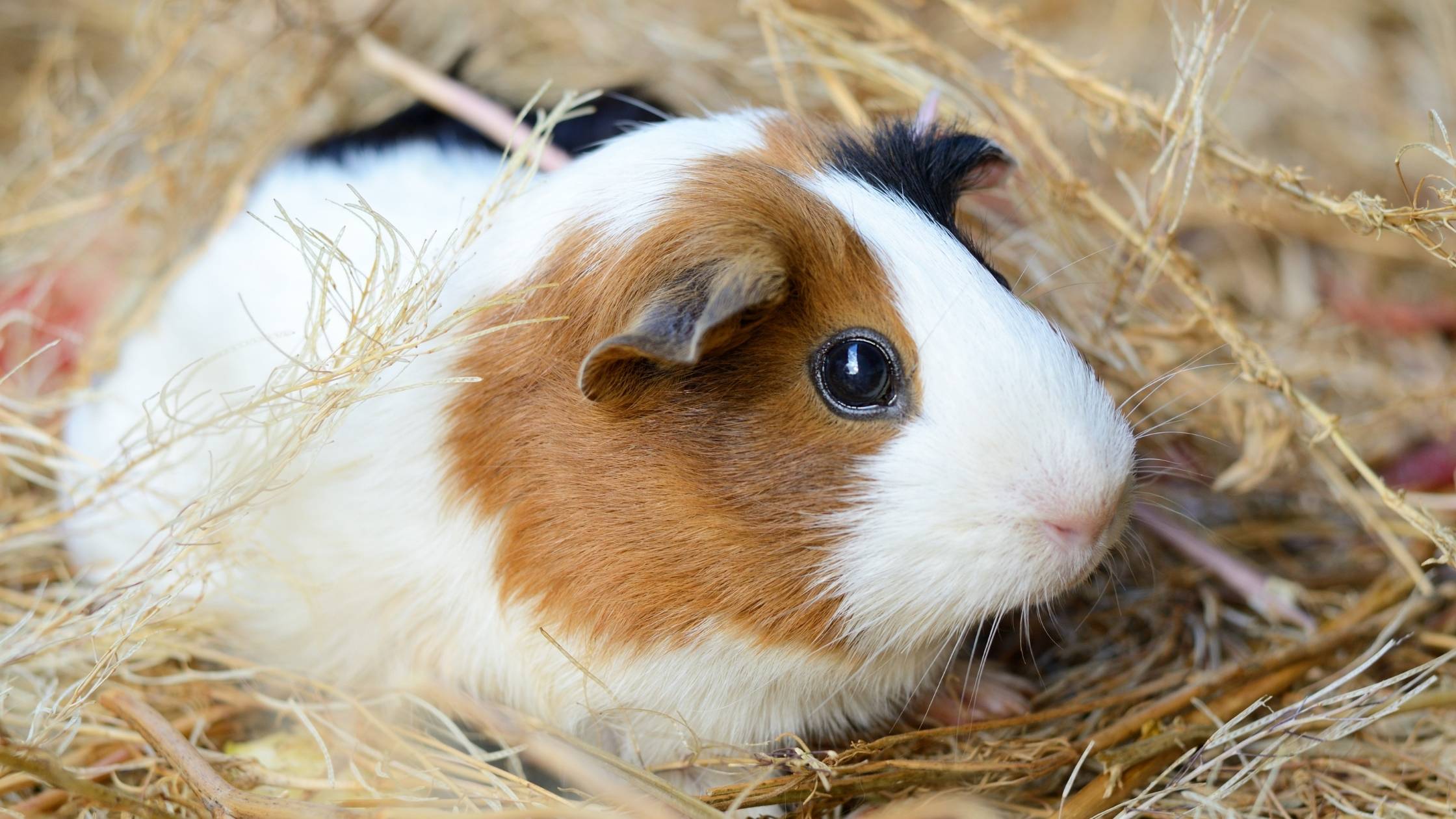 can guinea pigs eat watermelon