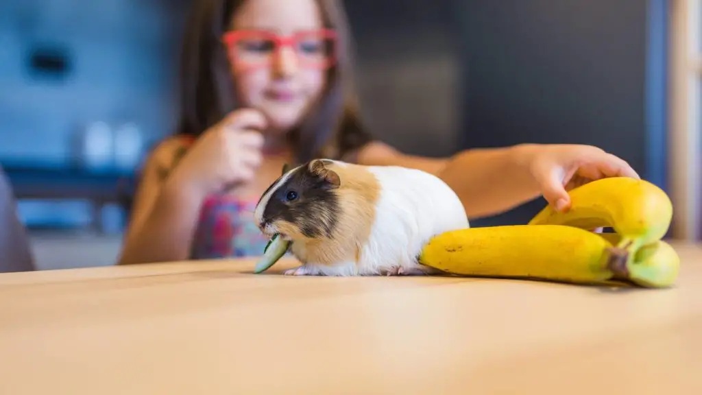 can guinea pigs have bananas