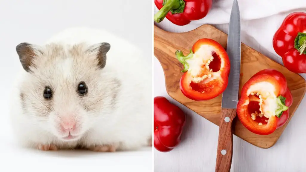 can hamsters eat peppers